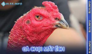 Gà chọi mắt ếch