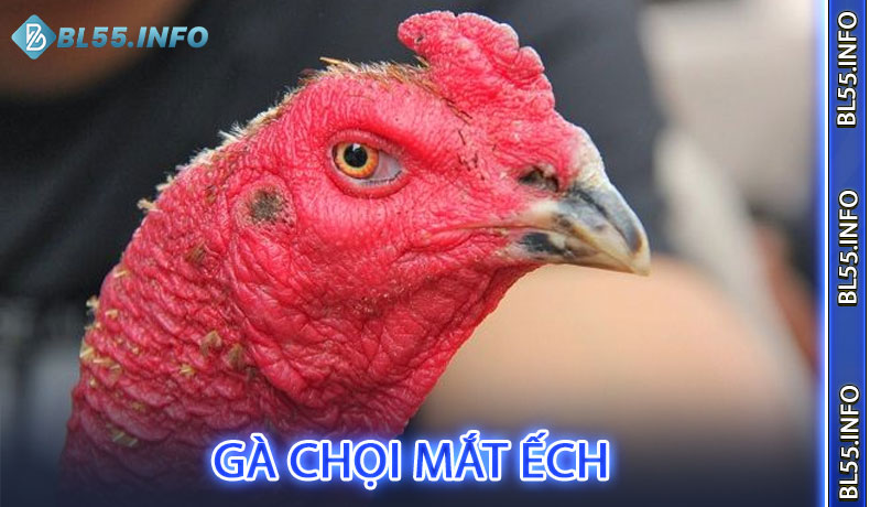 Gà chọi mắt ếch